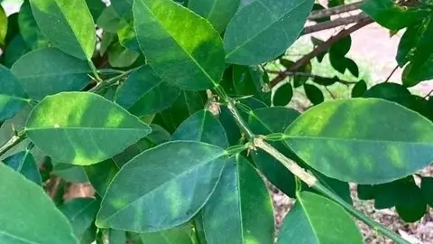 Detectan más de 20 casos del virus de la clorosis nervial amarilla en cítricos de la Comunitat Valenciana Detectan más de 20 casos del virus de la clorosis nervial amarilla en cítricos de la Comunitat Valenciana