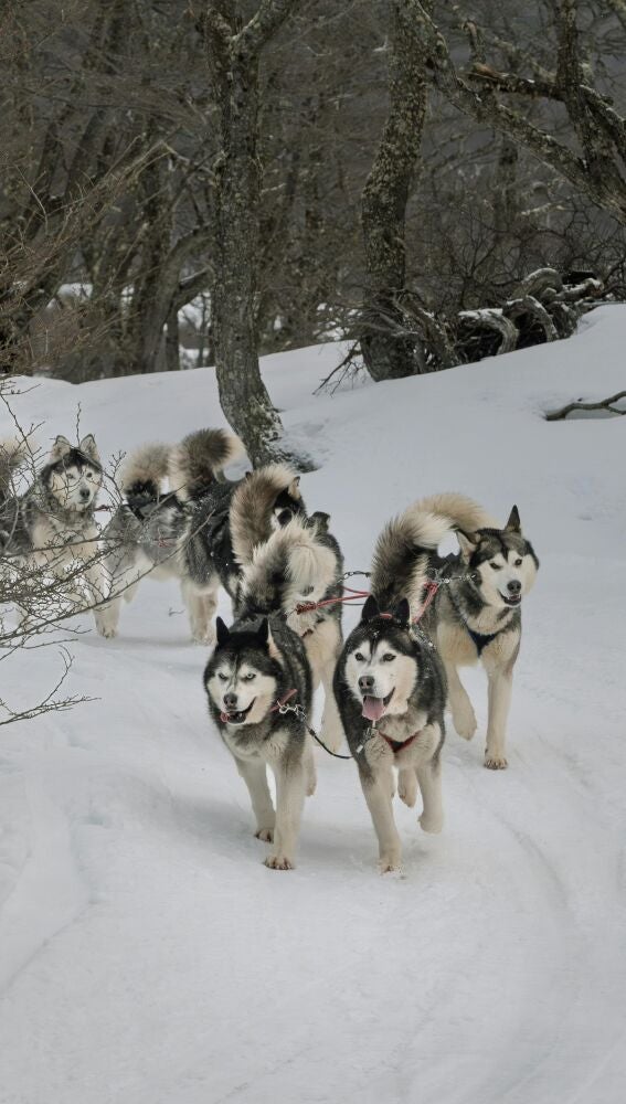 Trineos con huskies