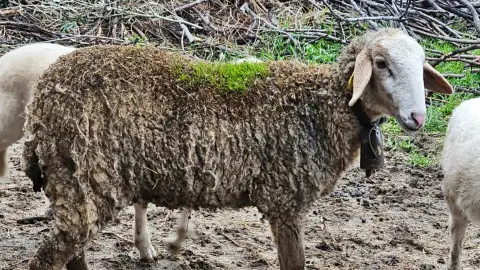 La increíble historia de las ovejas que les crece hierba entre la lana: "Yo me quedé alucinado" La increíble historia de las ovejas que les crece hierba entre la lana: "Yo me quedé alucinado"