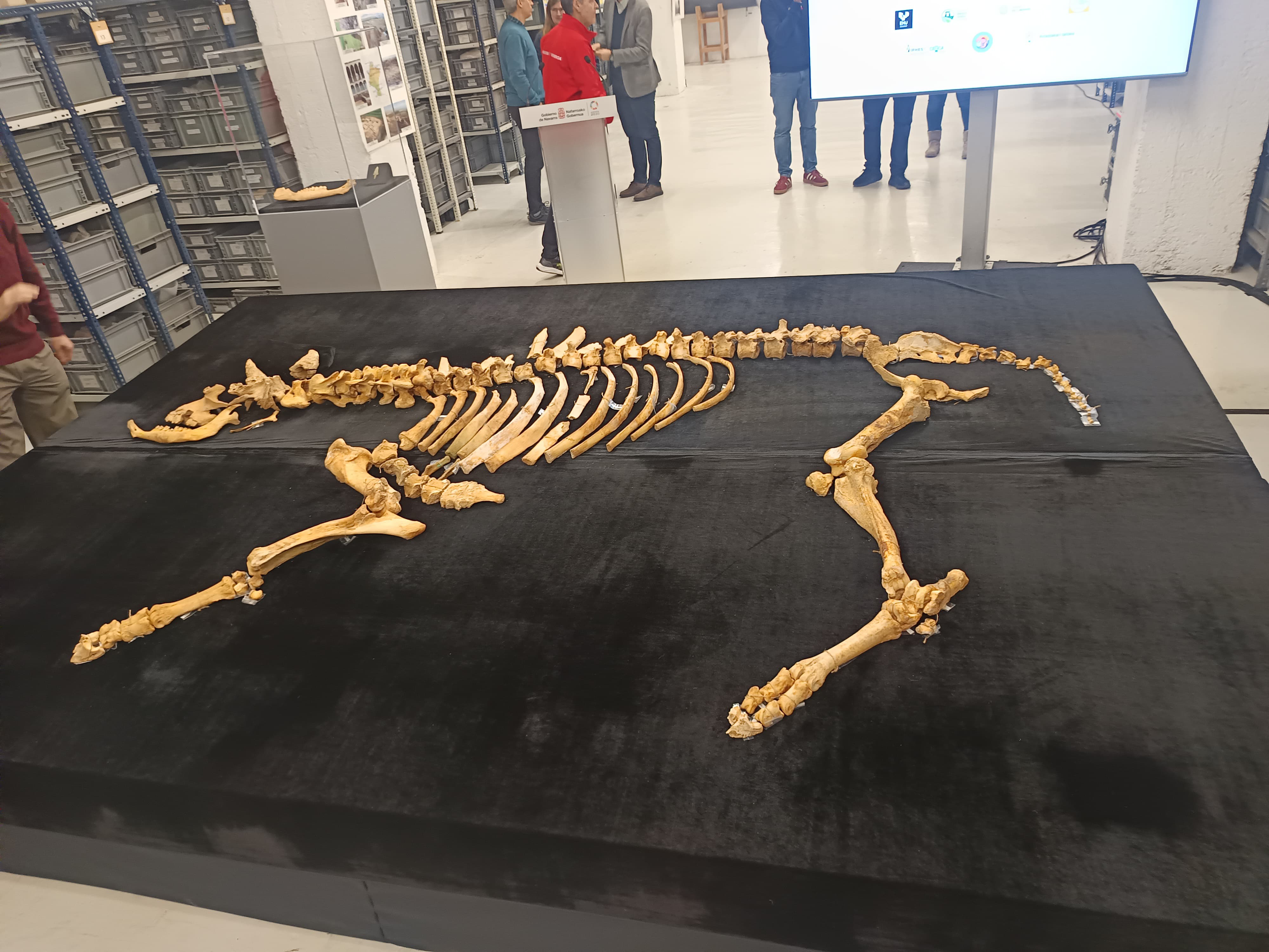 Hallados en Urbasa los restos de un esqueleto casi completo de bisonte de hace 4.000 años Hallados en Urbasa los restos de un esqueleto casi completo de bisonte de hace 4.000 años