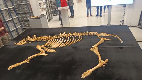 Hallazgo bisonte Navarra Hallazgo bisonte Navarra