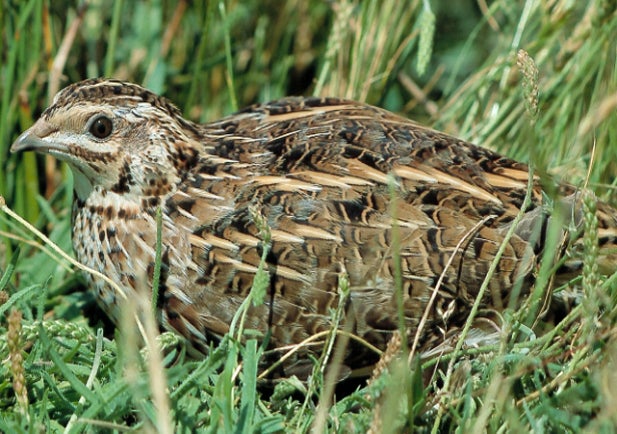 La Junta de Extremadura pide al Gobierno que se oponga a la propuesta de la UE de reducir la caza de la codorniz común La Junta de Extremadura pide al Gobierno que se oponga a la propuesta de la UE de reducir la caza de la codorniz común