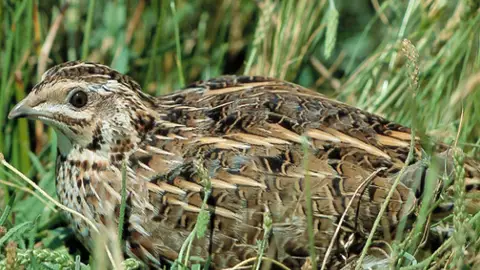 La Junta de Extremadura pide al Gobierno que se oponga a la propuesta de la UE de reducir la caza de la codorniz común La Junta de Extremadura pide al Gobierno que se oponga a la propuesta de la UE de reducir la caza de la codorniz común