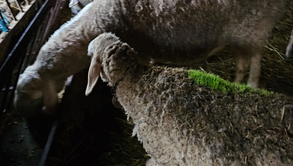 Otra imagen de una de las ovejas, con la hierba entre la lana.