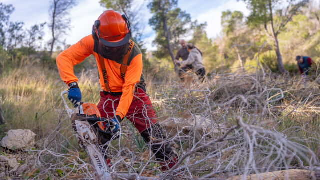 Más de 400 pinos secos retirados en Serra Gelada dentro del plan de choque frente a la sequía Más de 400 pinos secos retirados en Serra Gelada dentro del plan de choque frente a la sequía