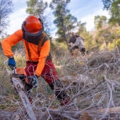 Medio Ambiente limpieza pinos Alfaz del Pi