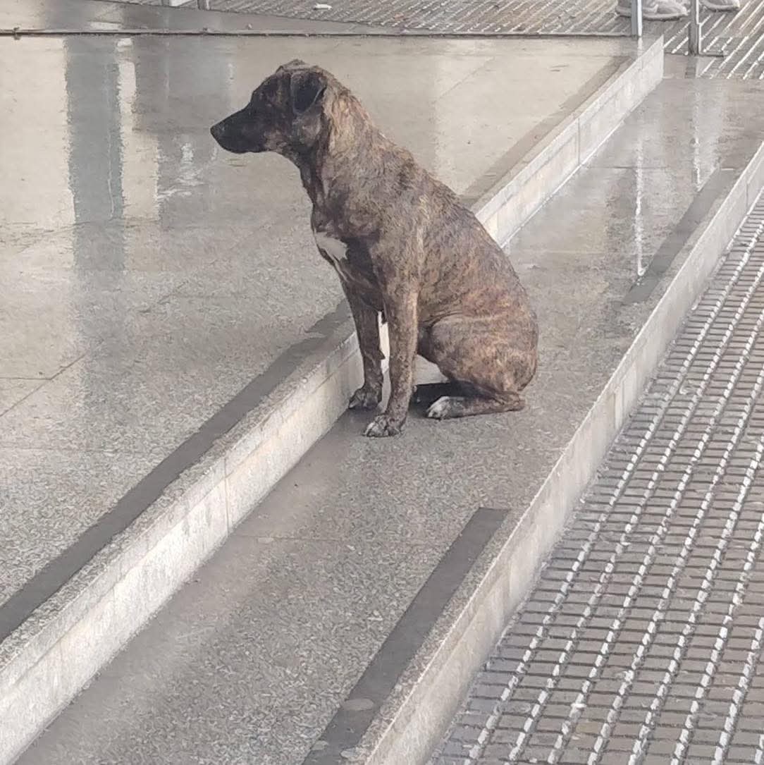 Rescatada la perra que llevaba varios días a las puertas del hospital de Huelva: "Vieron a un coche bajarla y salir corriendo" Rescatada la perra que llevaba varios días a las puertas del hospital de Huelva: "Vieron a un coche bajarla y salir corriendo"
