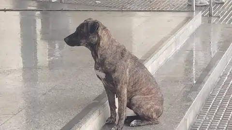 Rescatada la perra que llevaba varios días a las puertas del hospital de Huelva: "Vieron a un coche bajarla y salir corriendo" Rescatada la perra que llevaba varios días a las puertas del hospital de Huelva: "Vieron a un coche bajarla y salir corriendo"