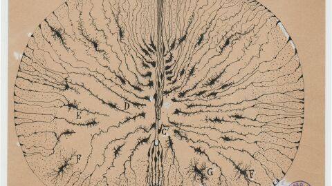 Dibuix de Santiago Ramon y Cajal