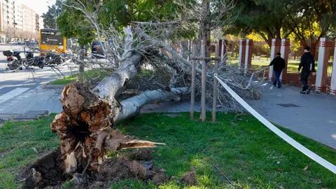 Varias personas pasan junto a un árbol caído por el viento. Varias personas pasan junto a un árbol caído por el viento.