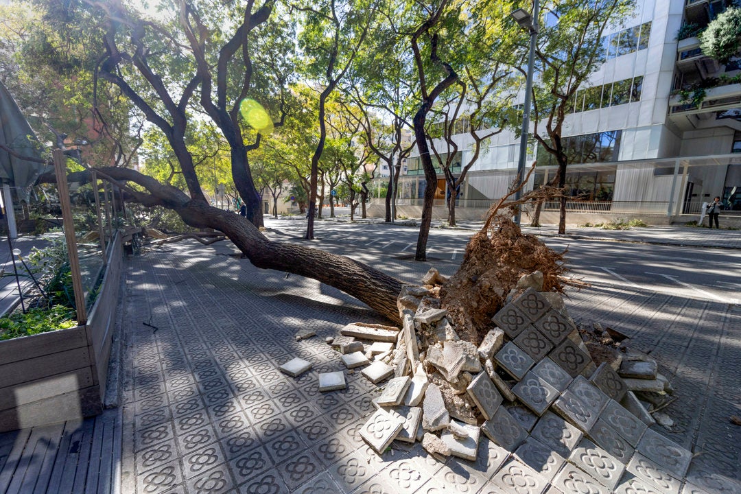 Un árbol caído en la zona alta de Barcelona este jueves Un árbol caído en la zona alta de Barcelona este jueves