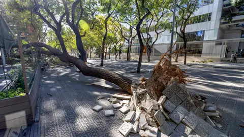 Un árbol caído en la zona alta de Barcelona este jueves Un árbol caído en la zona alta de Barcelona este jueves/ EFE/Marta Pérez