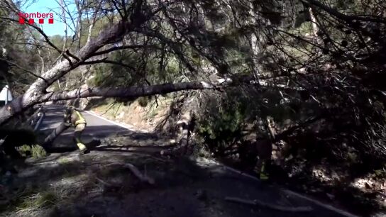 El impactante v&iacute;deo de &aacute;rboles ca&iacute;dos sobre carreteras en Catalu&ntilde;a por las rachas de fuerte viento