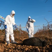 Catalunya amplia fins als 20 km la zona d’alt risc per la Pesta Porcina després de detectar 2 casos fora del primer radi Catalunya amplia fins als 20 km la zona d’alt risc per la Pesta Porcina després de detectar 2 casos fora del primer radi