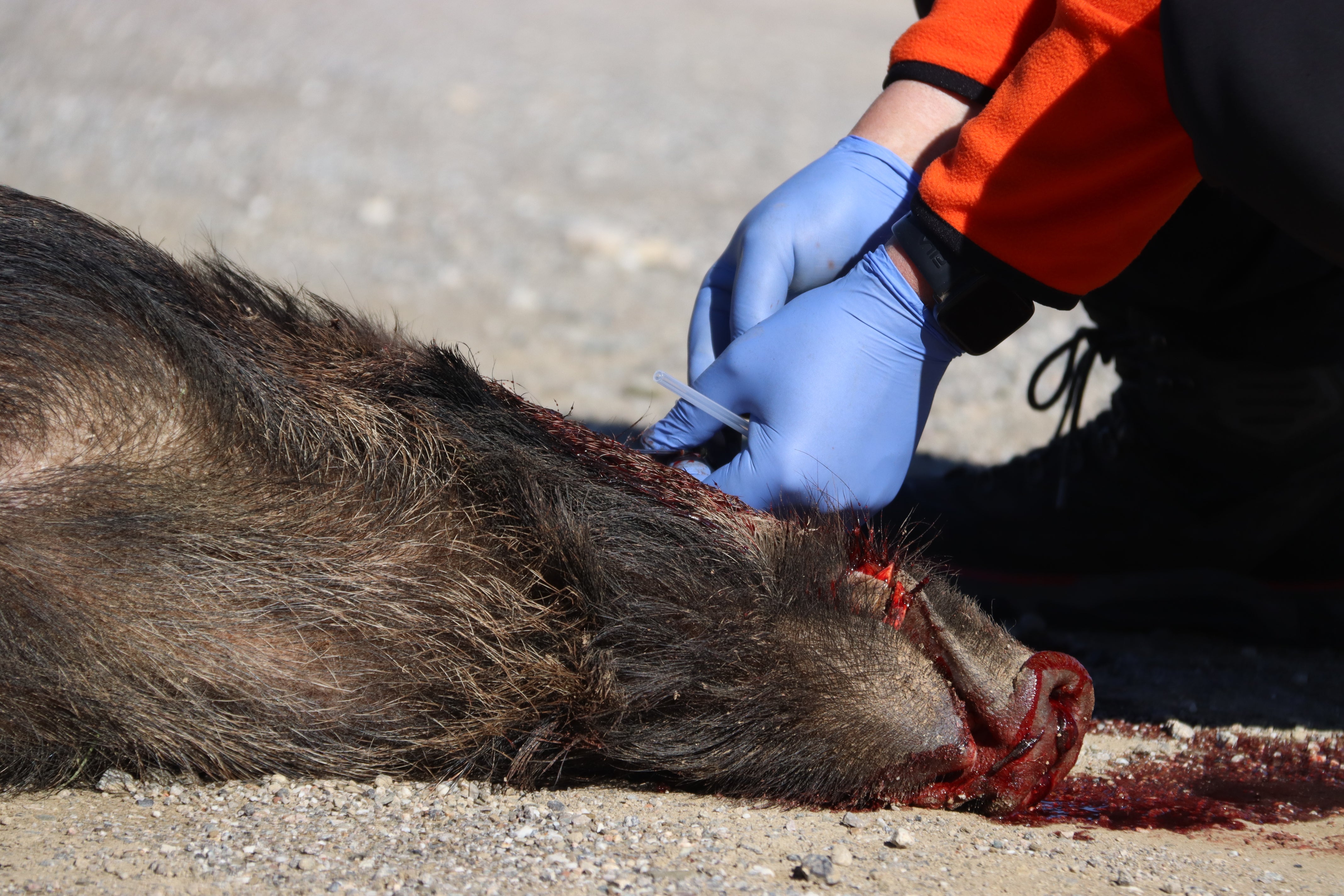 Sant Feliu de Llobregat entra a la zona d’alt risc per un nou cas de PPA Sant Feliu de Llobregat entra a la zona d’alt risc per un nou cas de PPA
