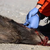 Peste Porcina Africana Peste Porcina Africana