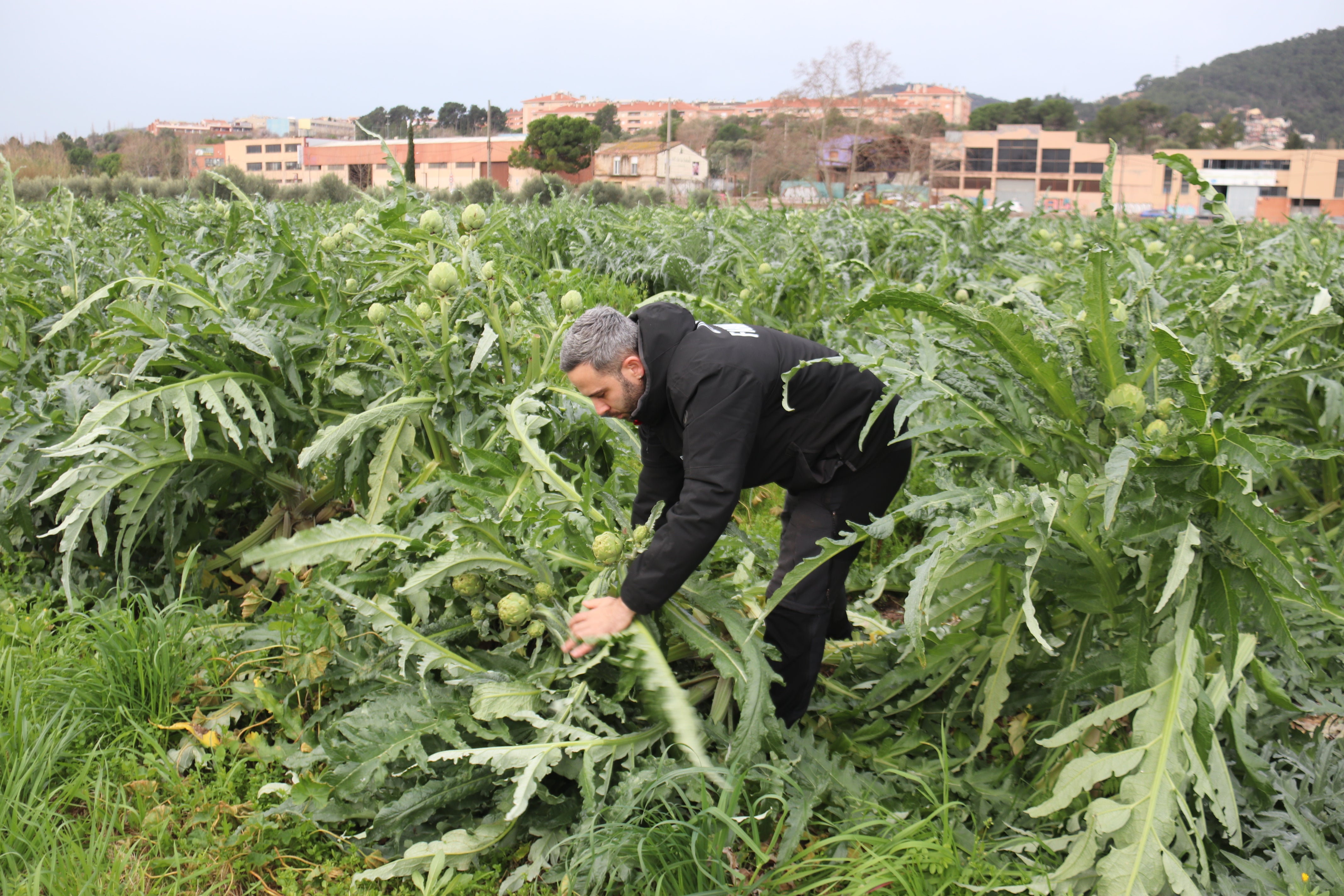 Agricultura regenerativa: un model que retorna vida al sòl i lluita contra el canvi climàtic Agricultura regenerativa: un model que retorna vida al sòl i lluita contra el canvi climàtic