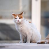 Los gatos sienten dolor, pero lo esconden: por qué lo hacen y cómo detectarlo