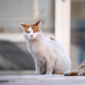 Los gatos sienten dolor, pero lo esconden: por qué lo hacen y cómo detectarlo Los gatos sienten dolor, pero lo esconden: por qué lo hacen y cómo detectarlo