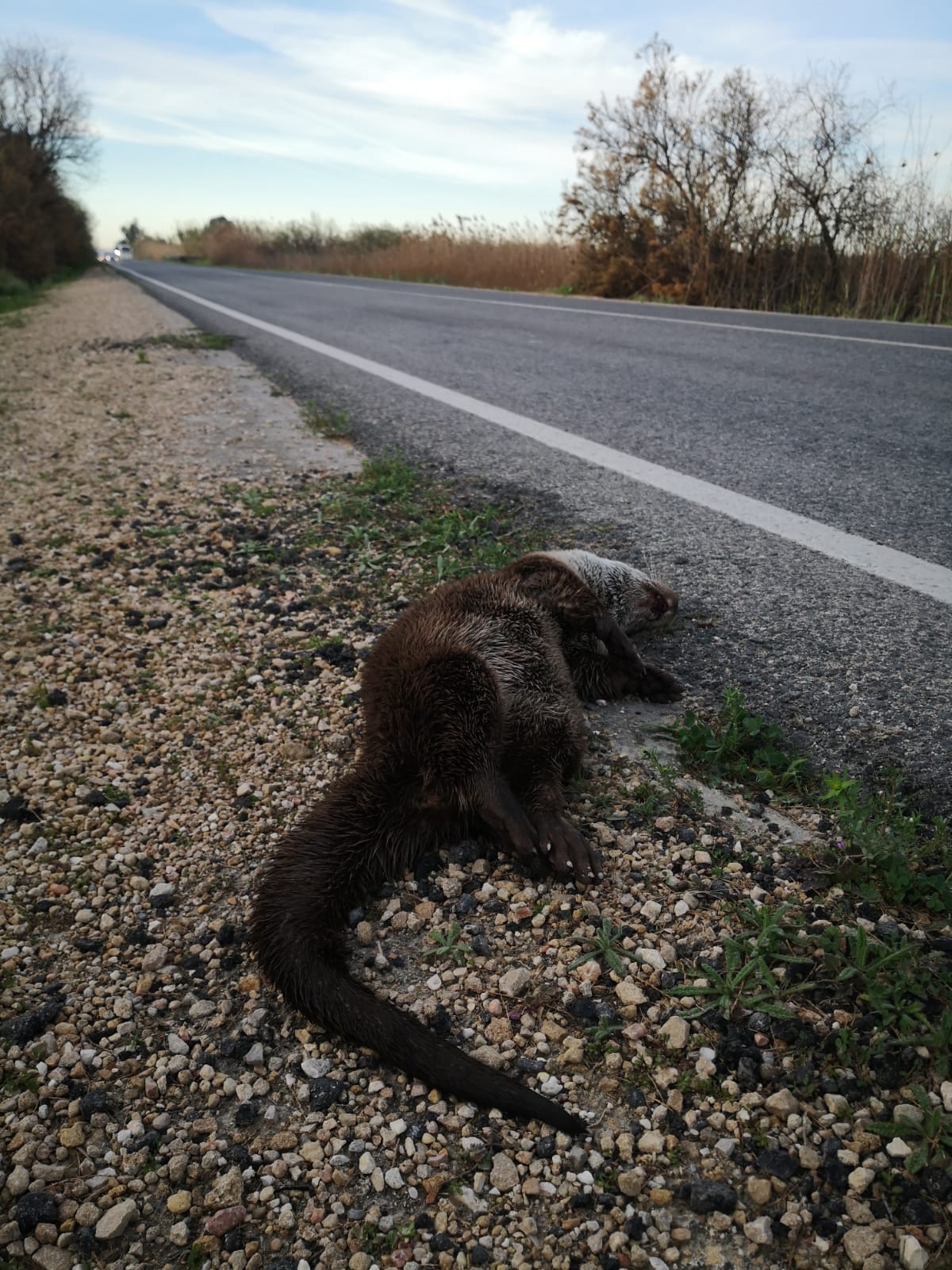 Amigos de los Humedales del Sur de Alicante denuncia el atropello de la quinta nutria en nueve años en la carretera Elche-Dolores Amigos de los Humedales del Sur de Alicante denuncia el atropello de la quinta nutria en nueve años en la carretera Elche-Dolores