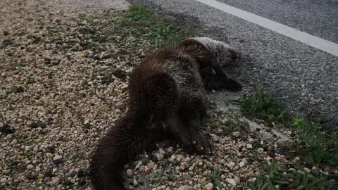 Ejemplar de nutria atropellada en la carretera Elche-Dolores. Ejemplar de nutria atropellada en la carretera Elche-Dolores.