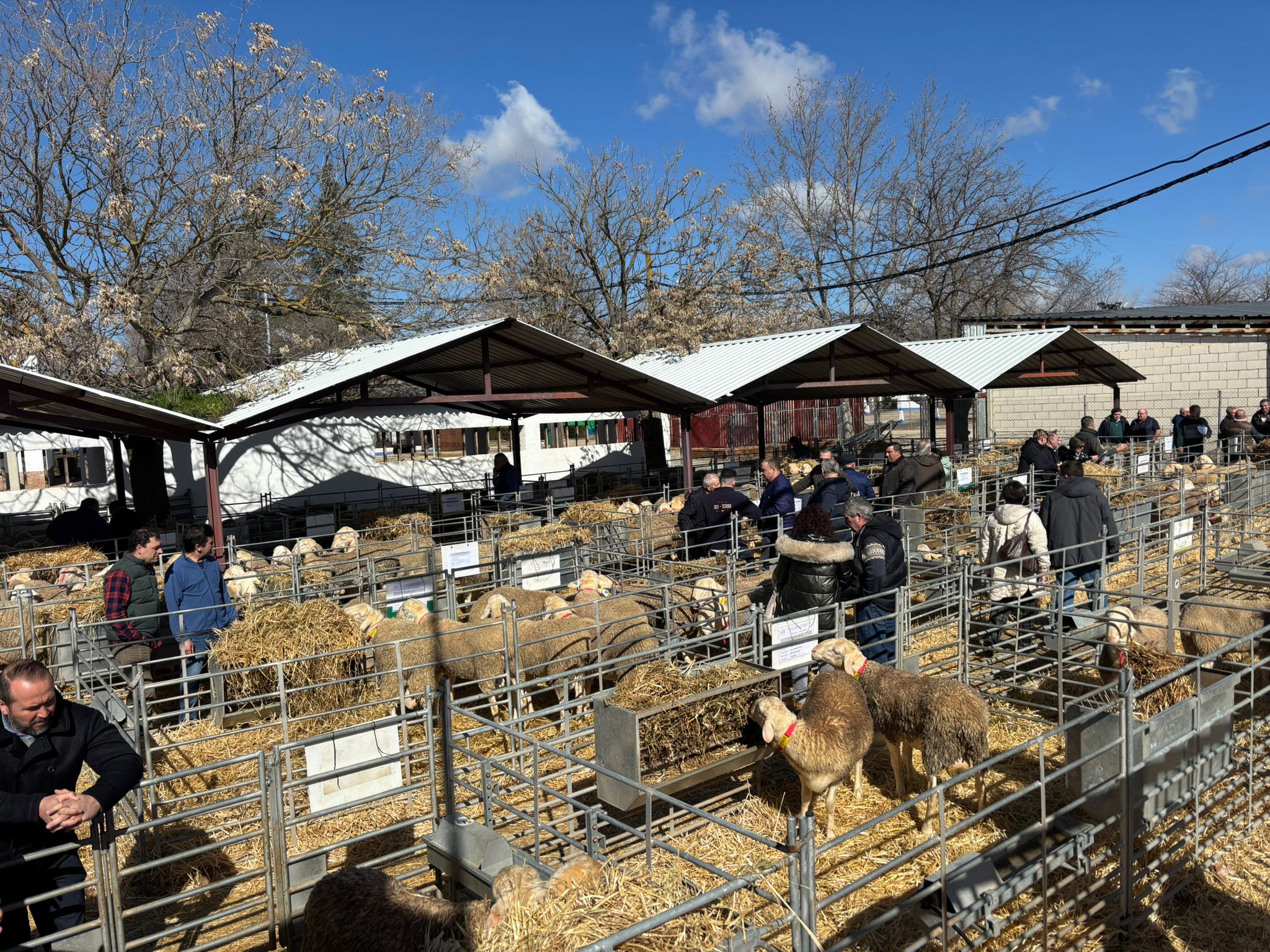 141 sementales de raza ovina manchega a subasta en Manzanares 141 sementales de raza ovina manchega a subasta en Manzanares