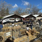 131ª Subasta de sementales de ovino manchego de Agrama 131ª Subasta de sementales de ovino manchego de Agrama