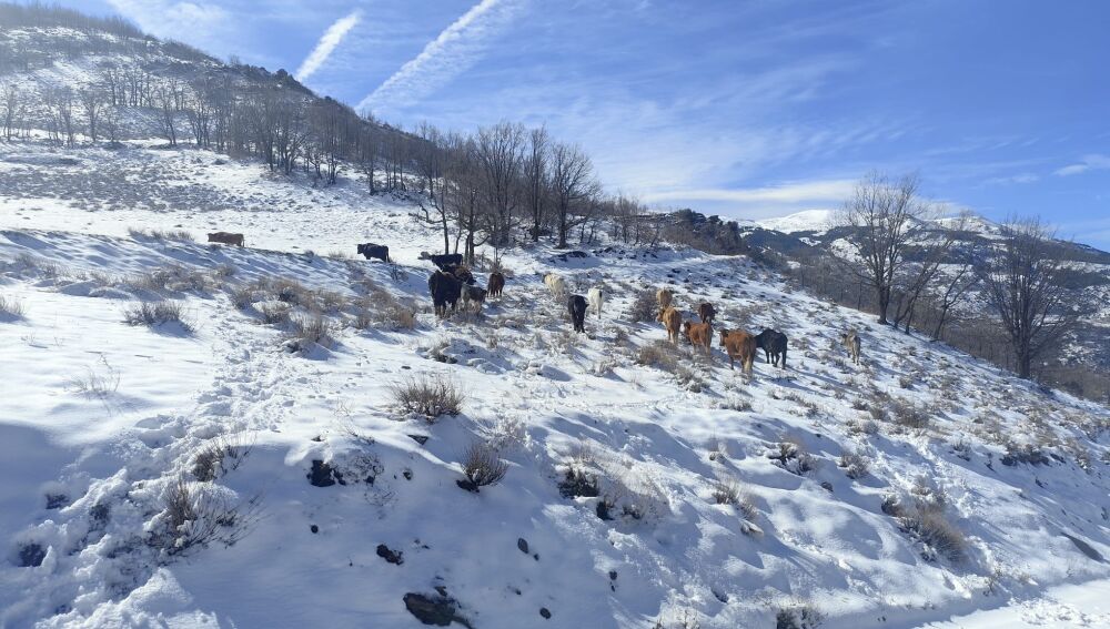 Animales aislados en Güéjar Sierra tras el derrumbe del Puente del Molino del Coto