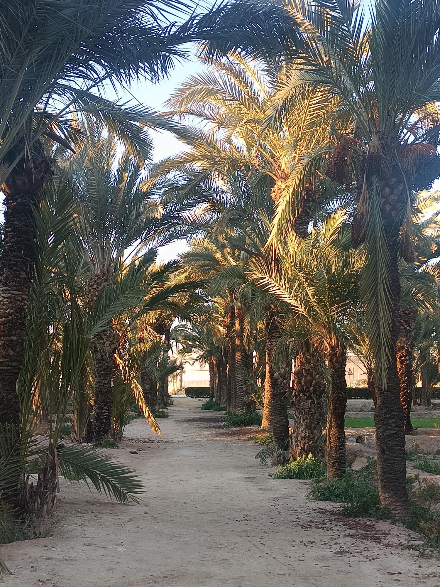 El sol se impone en Elche, Crevillent y Santa Pola en un jueves con descenso del termómetro y en el que vuelve el viento moderado El sol se impone en Elche, Crevillent y Santa Pola en un jueves con descenso del termómetro y en el que vuelve el viento moderado