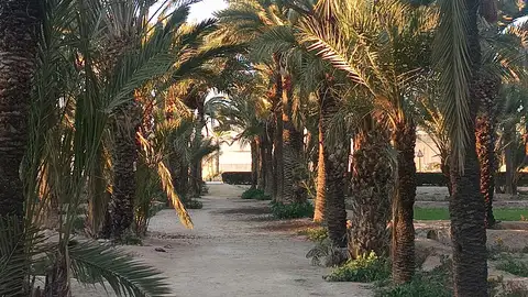 Camino en un huerto de palmeras de Elche. Camino en un huerto de palmeras de Elche.
