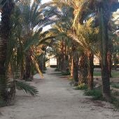 Camino en un huerto de palmeras de Elche.
