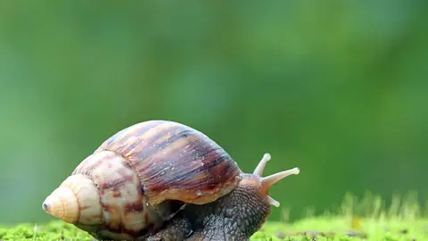 Caracol Caracol