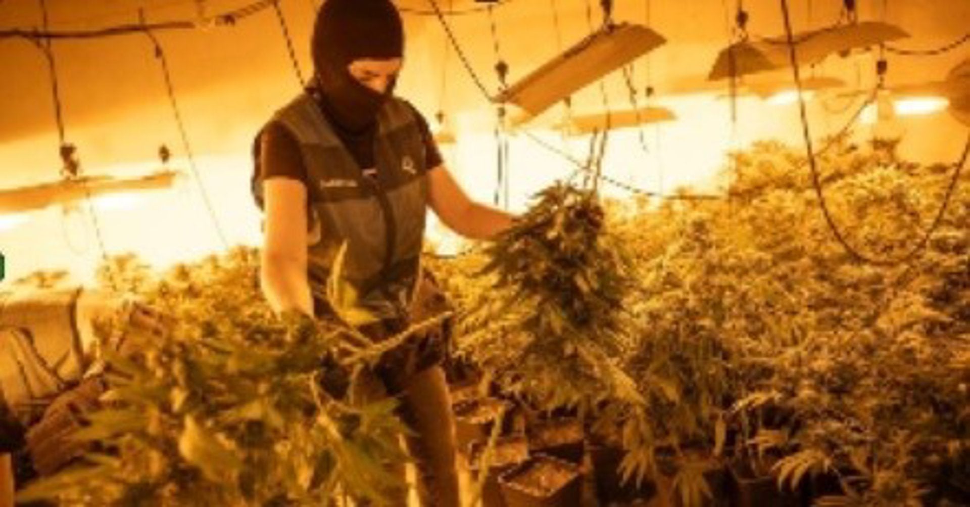 Incautadas más de 1.200 plantas de marihuana en cuatro viviendas de Pinos Puente y desmantelados diez enganches ilegales de luz Incautadas más de 1.200 plantas de marihuana en cuatro viviendas de Pinos Puente y desmantelados diez enganches ilegales de luz