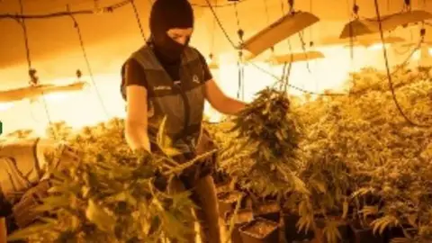 Incautadas más de 1.200 plantas de marihuana en cuatro viviendas de Pinos Puente y desmantelados diez enganches ilegales de luz Incautadas más de 1.200 plantas de marihuana en cuatro viviendas de Pinos Puente y desmantelados diez enganches ilegales de luz