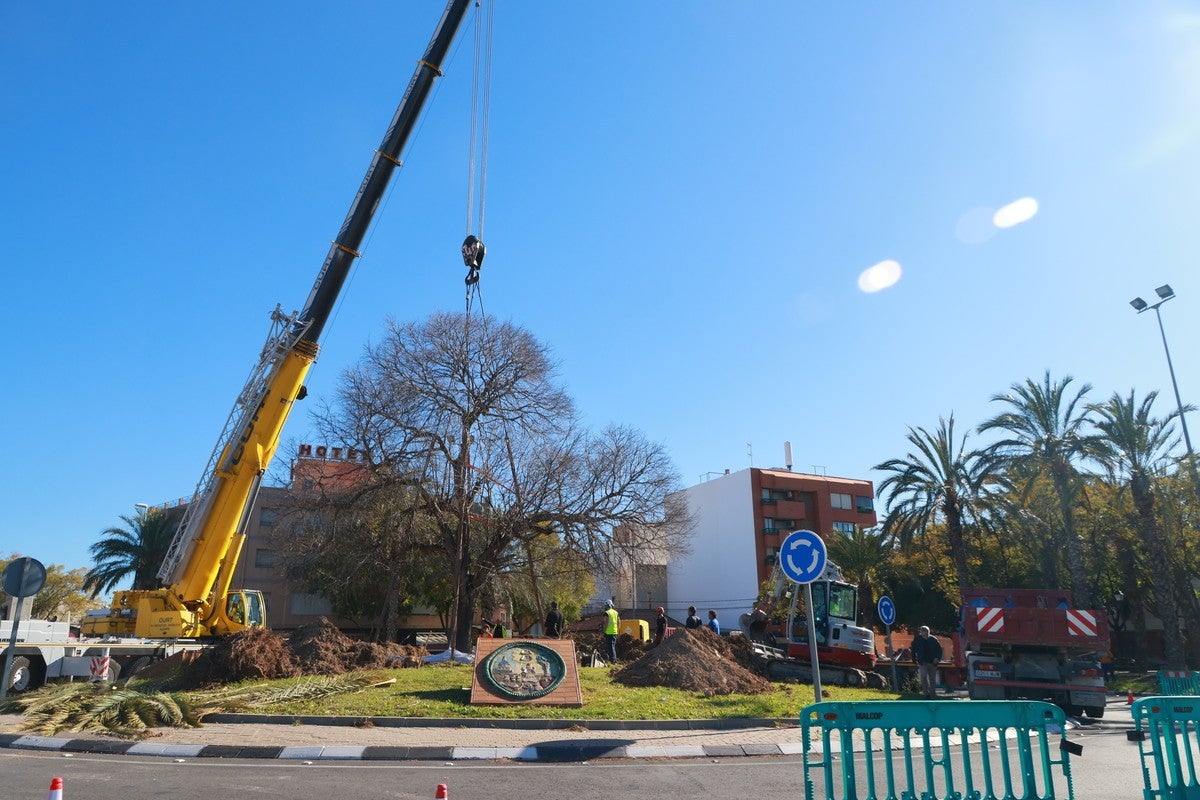 Salvan un ‘llidoner’ enorme y centenario en el caserío de la Santa Faz Salvan un ‘llidoner’ enorme y centenario en el caserío de la Santa Faz