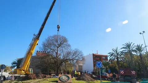 El ‘llidoner’ ha sido trasplantado a la rotonda del caserío de la Santa Faz El ‘llidoner’ ha sido trasplantado a la rotonda del caserío de la Santa Faz
