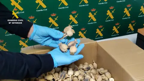 Uno de los paquetes con cápsulas de amapola adormidera inerceptados por la Guardia Civil en el aeropuerto Alicante-Elche. Uno de los paquetes con cápsulas de amapola adormidera inerceptados por la Guardia Civil en el aeropuerto Alicante-Elche.