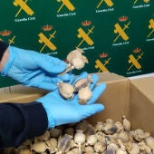 Uno de los paquetes con cápsulas de amapola adormidera inerceptados por la Guardia Civil en el aeropuerto Alicante-Elche.