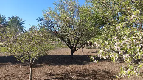 Almendros floreciendo en febrero en el campus de Elche de la UMH. Almendros floreciendo en febrero en el campus de Elche de la UMH.