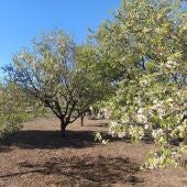 Almendros floreciendo en febrero en el campus de Elche de la UMH. 