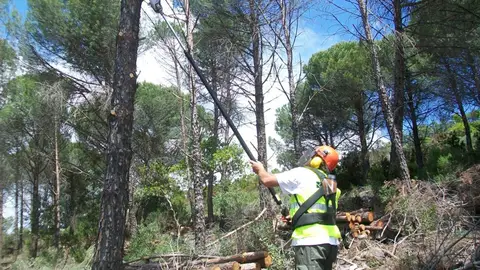 La Junta de Extremadura licita 24 millones en obras para mejorar sus montes y protegerlos frente a los incendios La Junta de Extremadura licita 24 millones en obras para mejorar sus montes y protegerlos frente a los incendios