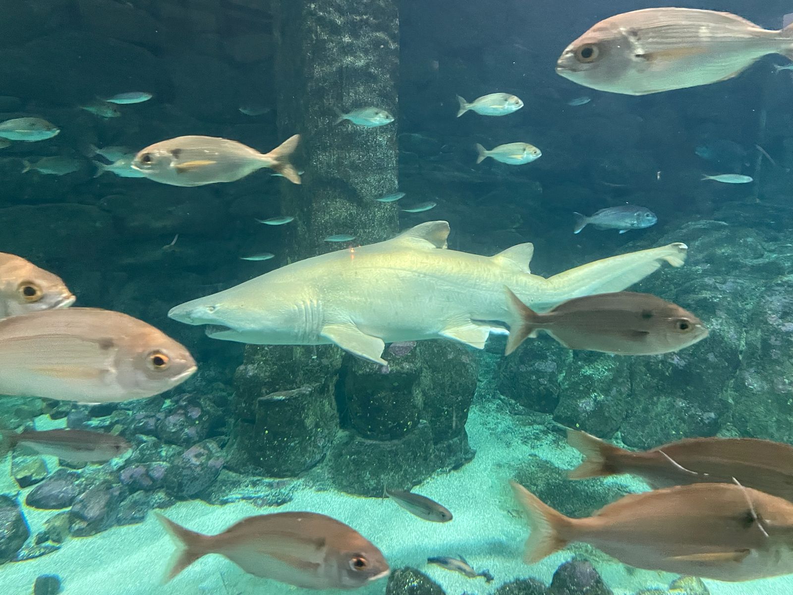 El Aquarium Finisterrae busca pareja para el tiburón Gastón cuándo se cumplen 20 años de su llegada a A Coruña El Aquarium Finisterrae busca pareja para el tiburón Gastón cuándo se cumplen 20 años de su llegada a A Coruña