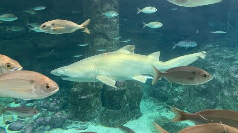Gast&oacute;n, el tibur&oacute;n toro del Aquarium Finisterrae de A Coru&ntilde;a