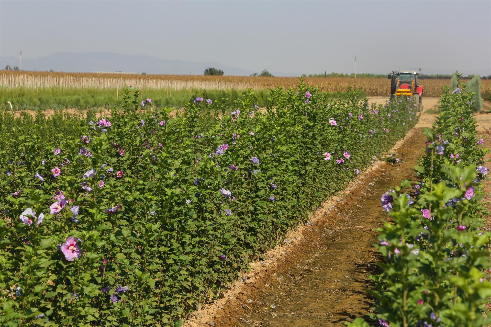 Los municipios de Badajoz menores de 20.000 habitantes pueden solicitar a la diputación el suministro de plantas en flor Los municipios de Badajoz menores de 20.000 habitantes pueden solicitar a la diputación el suministro de plantas en flor