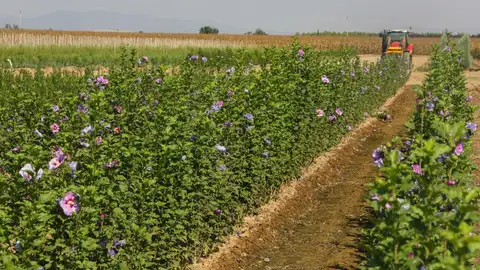 Los municipios de Badajoz menores de 20.000 habitantes pueden solicitar a la diputación el suministro de plantas en flor Los municipios de Badajoz menores de 20.000 habitantes pueden solicitar a la diputación el suministro de plantas en flor