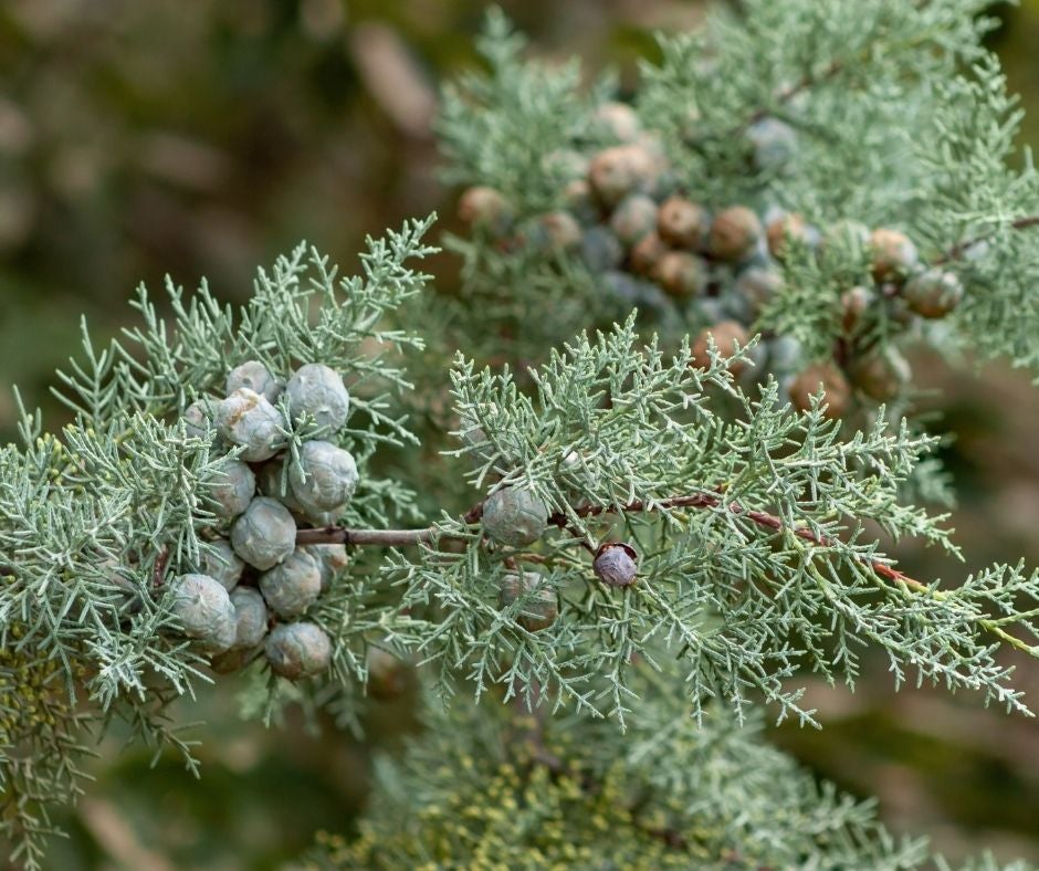 Los alergólogos advierten de una primavera complicada para los alérgicos Los alergólogos advierten de una primavera complicada para los alérgicos