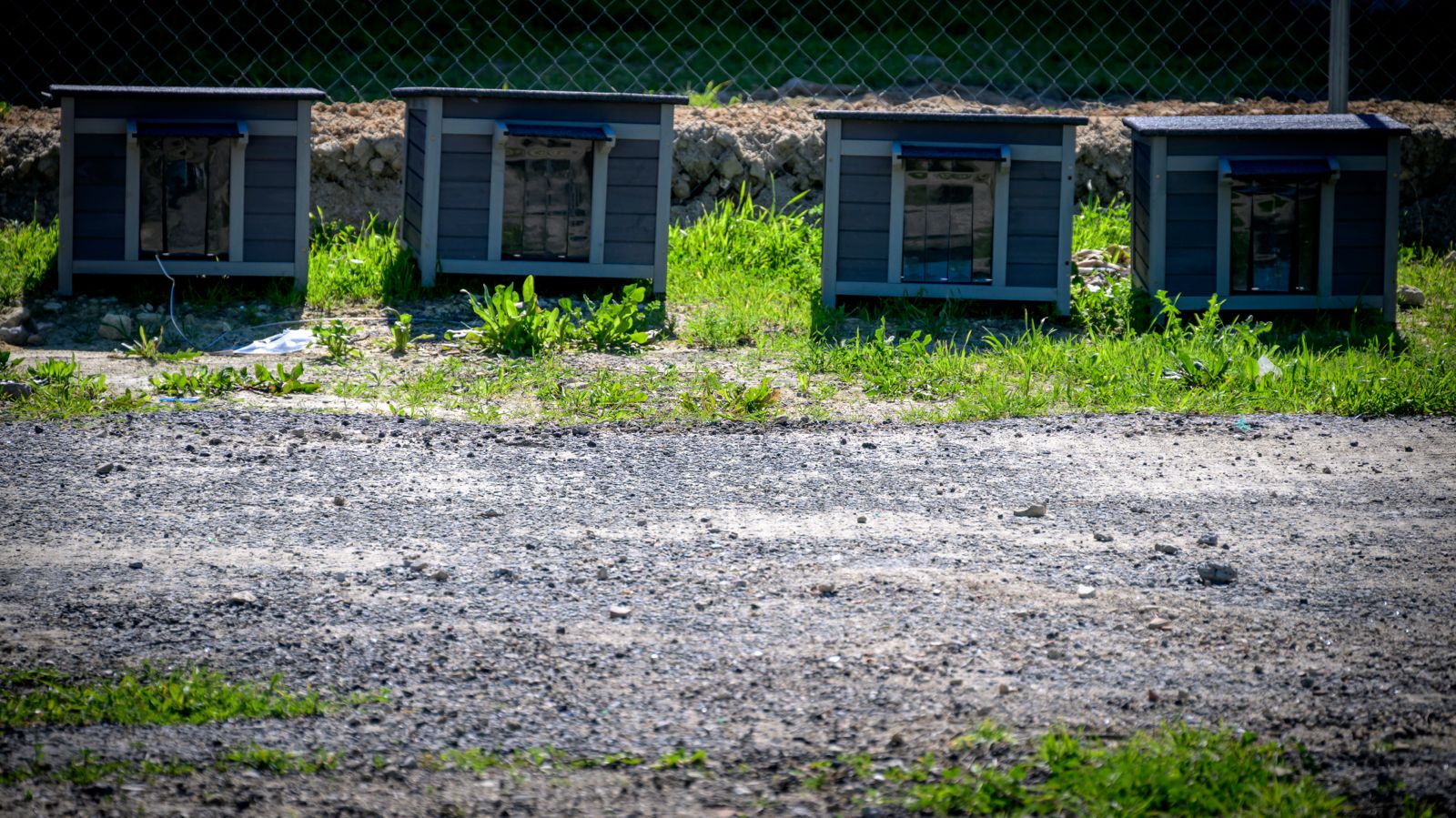 Los gatos del antiguo cementerio de San José se trasladarán al nuevo espacio en el polígono exterior de la Zona Franca Los gatos del antiguo cementerio de San José se trasladarán al nuevo espacio en el polígono exterior de la Zona Franca