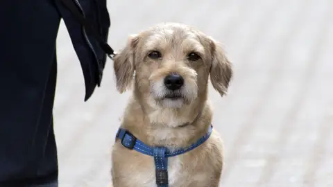 Perro al lado de su dueño Perro al lado de su dueño