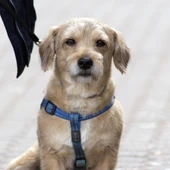 Perro al lado de su dueño Perro al lado de su dueño