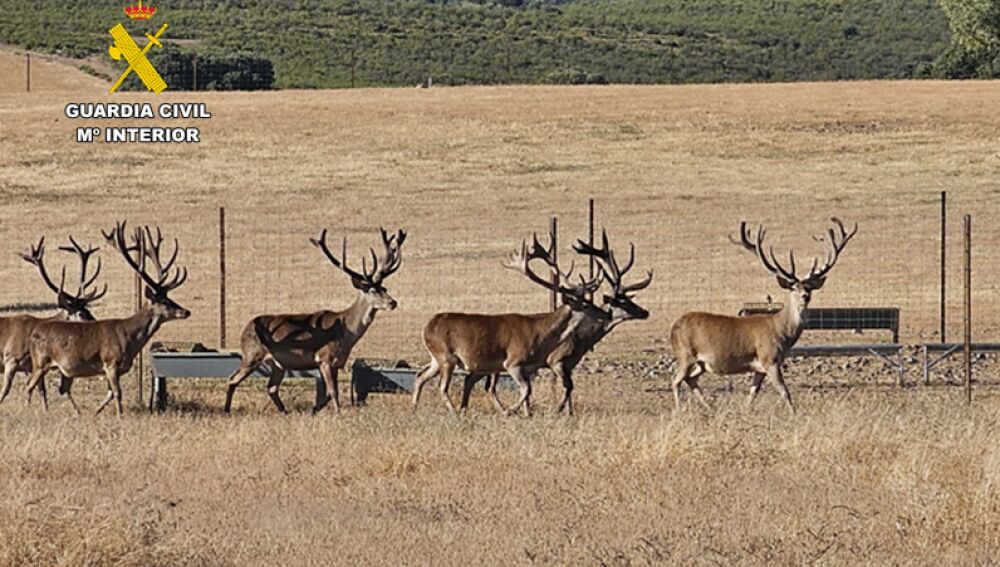 Granja donde fueron hallados los ciervos muertos